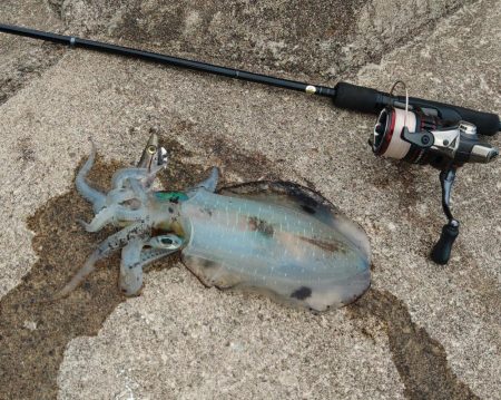 越前エギング、連発なしだがサイズ良し